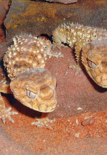 Armadale Reptile & Wildlife Centre - Accommodation NSW 1
