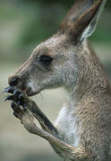 Armadale Reptile & Wildlife Centre - Accommodation NSW 2