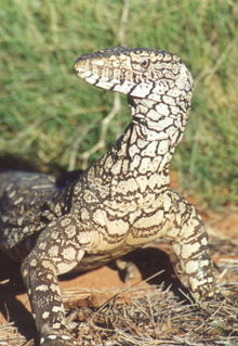 Armadale Reptile & Wildlife Centre - Accommodation NSW 3