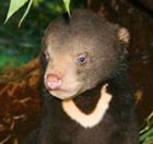 Perth Zoo - Accommodation NSW 0