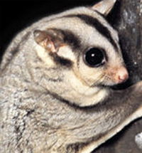 Perth Zoo - Accommodation NSW 3