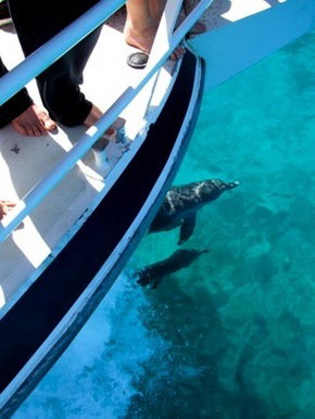 Pelican Charters - Accommodation NSW 0