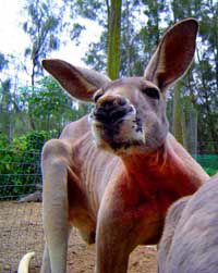 Birdland Animal Park - Accommodation NSW 3