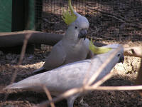 Wirrimbirra Sanctuary - Accommodation NSW 1