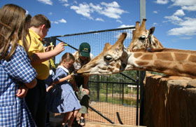 National Zoo & Aquarium - Accommodation NSW 2