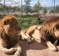 Mansfield Zoo - Accommodation NSW