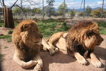 Mansfield Zoo - Accommodation NSW 0