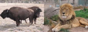Mansfield Zoo - Accommodation NSW 3