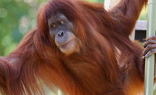 Melbourne Zoo - Accommodation NSW 1