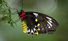 Melbourne Zoo - Accommodation NSW 2