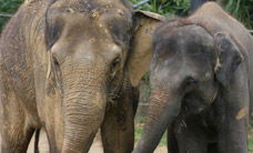 Melbourne Zoo - Accommodation NSW 3