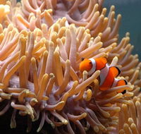 Reef HQ Great Barrier Reef Aquarium - Accommodation NSW