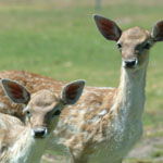 Marapana Wildlife Park - Accommodation NSW 0