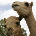 Marapana Wildlife Park - Accommodation NSW 3