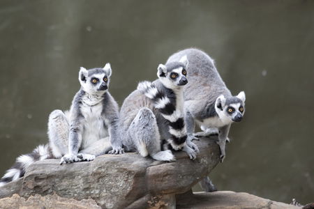 Adelaide Zoo - Accommodation NSW 0