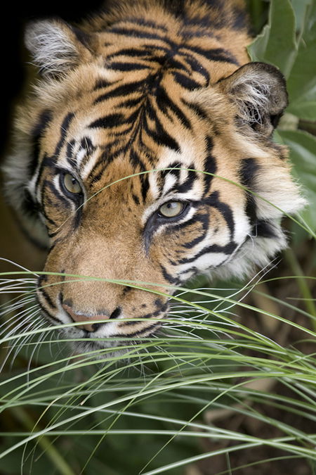 Adelaide Zoo - Accommodation NSW 1