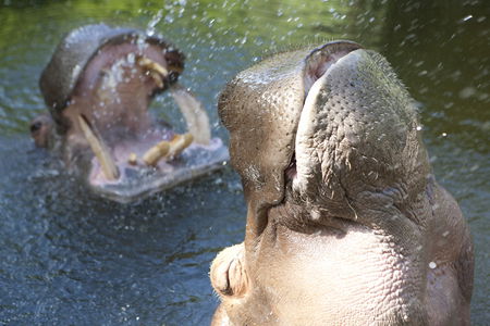 Adelaide Zoo - Accommodation NSW 2
