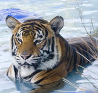 Zoo Doo Wildlife Park - Accommodation NSW