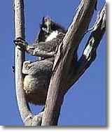 OZe Wildlife - Accommodation NSW 2