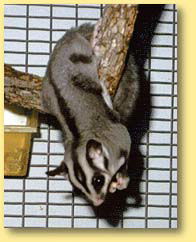 OZe Wildlife - Accommodation NSW 3