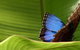 Butterfly Farm - thumb 3