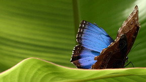 Butterfly Farm - Accommodation NSW 3