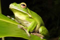 The Rainforest Habitat - Accommodation NSW 0