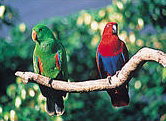 The Rainforest Habitat - Accommodation NSW 1
