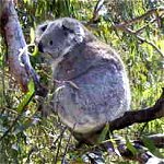 Koala Conservation Centre - Accommodation NSW 0