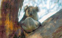 Koala Conservation Centre - Accommodation NSW 2