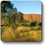 Uluru - Kata Tjuta National Park - Accommodation NSW 0