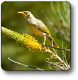 Uluru - Kata Tjuta National Park - Accommodation NSW 1