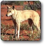 Uluru - Kata Tjuta National Park - Accommodation NSW 3