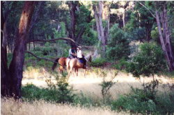 High Country Horses - Accommodation NSW 1