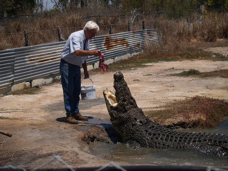 Koorana Saltwater Crocodile Farm - Accommodation NSW 1
