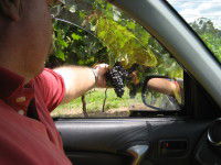 Mount Tamborine Winery & Homestead - Accommodation NSW 1