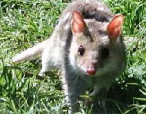 Urimbirra Wildlife Park - Accommodation NSW 0