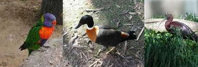 Urimbirra Wildlife Park - Accommodation NSW 2