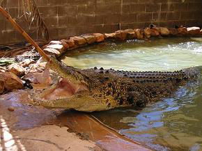 Wyndham Zoological Gardens And Crocodile Park - Accommodation NSW 0