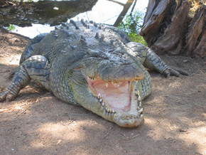 Wyndham Zoological Gardens And Crocodile Park - Accommodation NSW 2