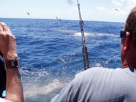 Downunder Charters - Accommodation NSW 3