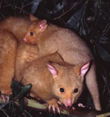 Geckoes Wildlife Presentations - Accommodation NSW 1