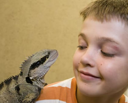 Geckoes Wildlife Presentations - Accommodation NSW 2