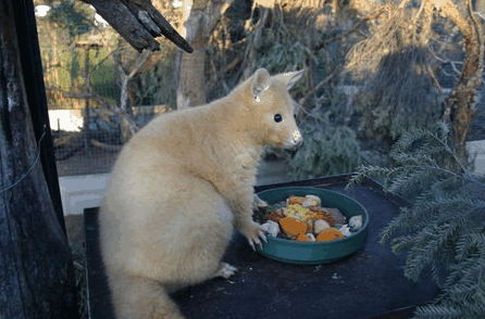 Caversham Wildlife Park - Accommodation NSW 1