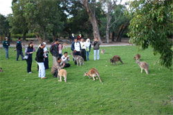 Caversham Wildlife Park - Accommodation NSW 2