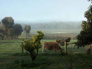 Lion Mill Vineyards - Accommodation NSW 2