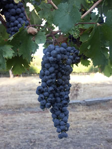 Lion Mill Vineyards - Accommodation NSW 3