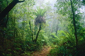 Canungra QLD Accommodation NSW