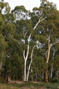 Heysen - The Cedars - Accommodation NSW 2