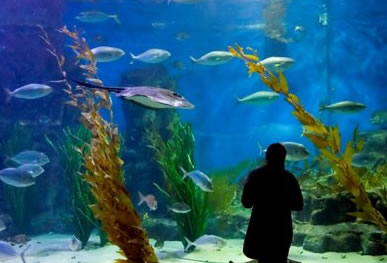 Melbourne Aquarium - Accommodation NSW 0